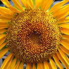 The Benefits of Sunflower Oil on Hair