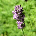 Lavender Oil & Acne