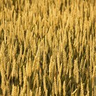 Health Benefits of Organic Foods Vs. Processed Foods
