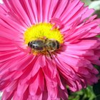 Can Bee Pollen Benefit the Skin?