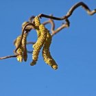 Benefits of Witch Hazel for Acne