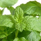 Are There Herbal Treatments for Hirsutism?