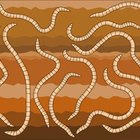 The Disadvantages of Vermicompost