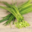 Health Benefits of Chives
