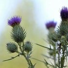 Are There Herbal Remedies for Hormonal Acne?