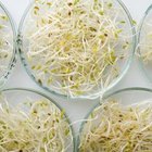Should I Avoid Alfalfa Sprouts During Pregnancy?