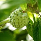 The Benefits of Cherimoya