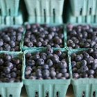 Health Benefits of Eating Blueberries