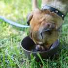 Homemade Chicken Broth for Puppies | Dog Care - Daily Puppy