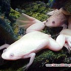 Cómo cuidar a las ranas albinas africanas de uñas