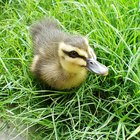 Cómo criar un patito 