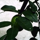 ¿Cómo diferenciar un limonero de un árbol de lima?