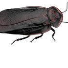 Insecticida para cucarachas casero
