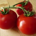 La mejor forma de guardar tomates frescos