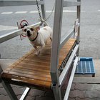 ¿Cómo diseñar una cinta de correr para perros?