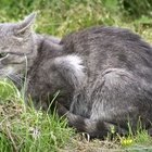 Cómo reducir la caída de pelo en un gato