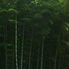 Cómo cultivar un bambú gigante