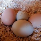 Planes para la construcción de cajas de nido de pollos