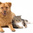 Cómo reconocer un envenenamiento por anticongelante en las mascotas