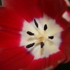 Como cultivar bulbos de tulipas na água