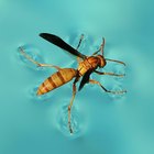 Cómo mantener a las avispas lejos de una piscina