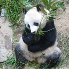 Cómo hacer un disfraz de oso panda