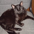Como entender os movimentos do rabo do gato