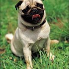 Cómo limpiar las arrugas faciales de un perro pug