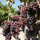 Cuando sembrar las vides de uva