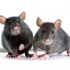Recetas para repelentes de ratas