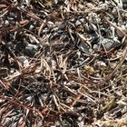 Cómo controlar las hormigas en una pila de compostaje