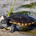 How to tell the gender of a terrapin