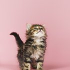 What is the normal birth weight of a newborn kitten?