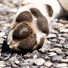 Sintomas de pata quebrada em cães