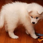 Cómo cuidar de tu cachorro samoyedo