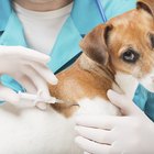 Cães: como aplicar injeções intramusculares 