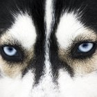 10 coisas para saber antes de adotar um Husky Siberiano