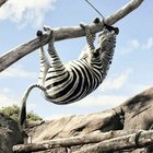 As maiores zebras da história das Copas do Mundo