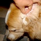 Cómo limpiar las orejas de los perros