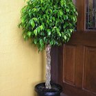 Cómo cuidar un Ficus Benjamina