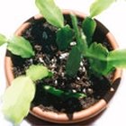 Cómo propagar plantas suculentas a partir de esquejes
