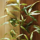 Cómo cuidar una planta de bambú