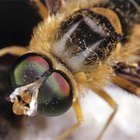 Cómo identificar a una abeja asesina