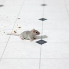 Cómo exterminar las ratas y ratones de tu casa