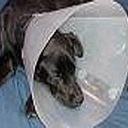 Como usar um colar elizabetano ou colar pós-cirurgico (cúpula de abajur) em animais de estimação