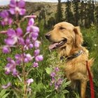 Cómo relajar a un perro nervioso