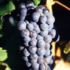 Cómo hacer jugo de uvas con uvas frescas