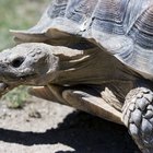 Cómo identificar razas de tortuga