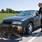 Cómo entrenar a un perro para detectar drogas