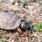 Cómo tener una tortuga como mascota